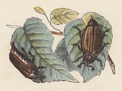 Käfer auf Blättern von French School