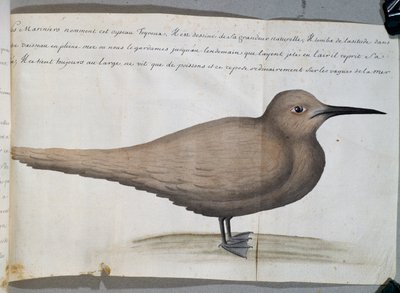Vogel namens Foyroux (Seeschwalbe), Kap Frio, Brasilien, aus dem Logbuch von Jacques Gouin de Beauchesne von French School