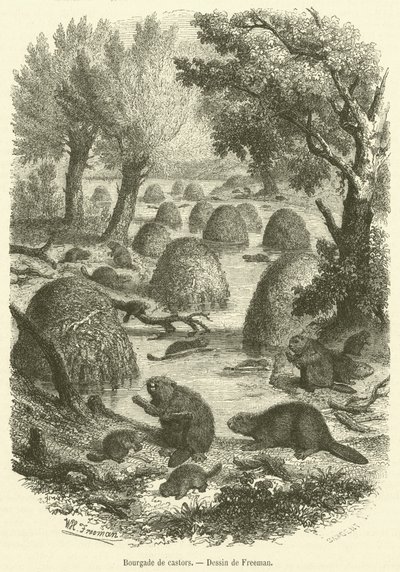 Biberkolonie (Gravur) von French School
