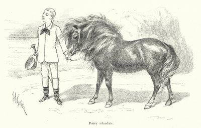 Junge mit einem irischen Pony (Gravur) von French School