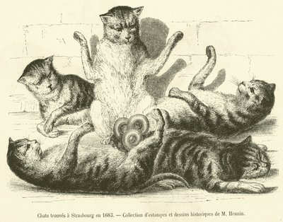 Katzen gefunden in Straßburg im Jahr 1683 von French School