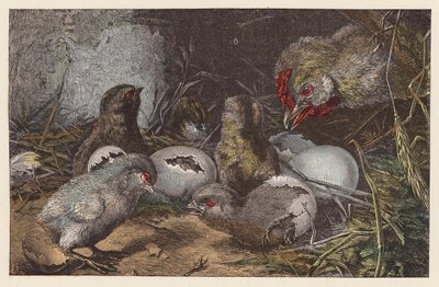 Küken schlüpfen von French School