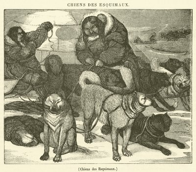 Eskimo-Hunde von French School