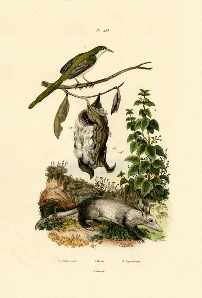 Schneidervogel von French School