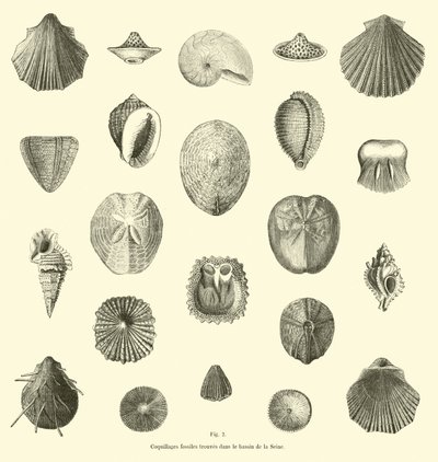 Fossile Muscheln im Becken der Seine gefunden von French School