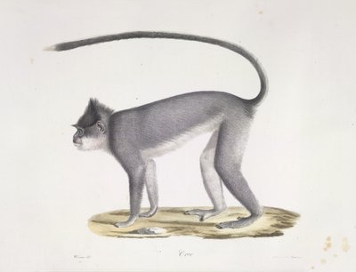 Croo. Ein Affe, aus Histoire Naturelle des Mammifères (Farblithographie) von French School