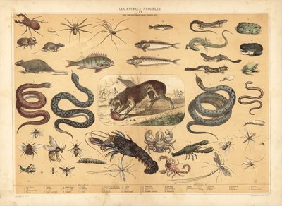 Gefährliche Tiere von French School