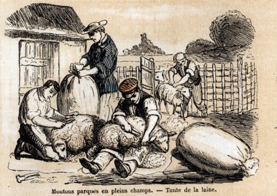 Beschreibung der verschiedenen Verwendungen und Produkte von Schafen: Schafschur. (Les moutons) von French School