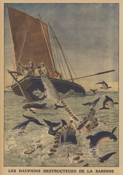 Delfine stören den Sardinenfang von French School