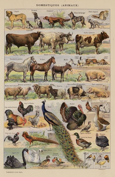 Haustiere, Tiere (Farblithographie) von French School