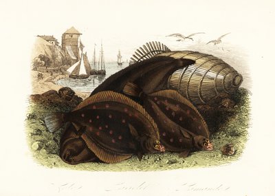 Seezunge, Solea solea, Europäische Scholle, Pleuronectes platessa, und Kliesche, Limanda limanda, am Strand mit einer Fischfalle, Fischerboote im Hintergrund von French School
