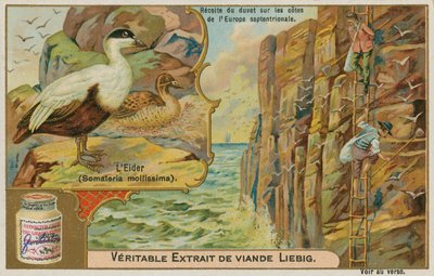 Eiderente; Eiderdaunensammlung an einer nordeuropäischen Küste von French School