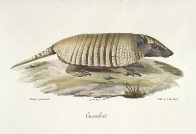 Gürteltier, aus Histoire Naturelle des Mammifères von French School