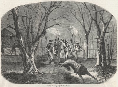 Flucht eines Wolfes im Jardin des Plantes in Paris - Gravur in „Tableau-de-Paris“ von Edmond Texier 1852 von French School