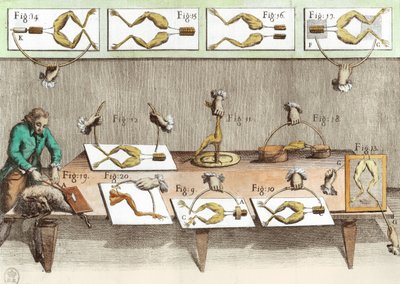Experiment an Fröschen, Illustration aus De viribus electricitatis in motu muscumari (spätere Kolorierung) von French School