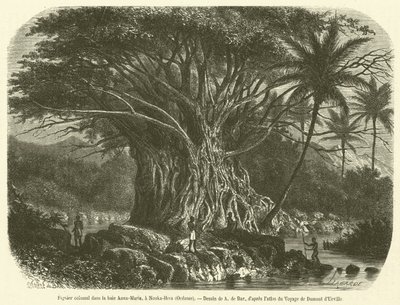 Kolossaler Feigenbaum in der Anna-Maria-Bucht, Nouka-Hiva, Ozeanien von French School