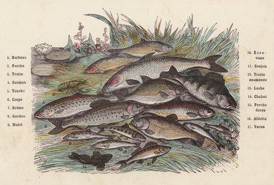 Fische von French School