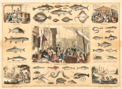 Fische von French School