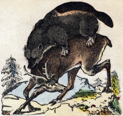 Vielfraß. Gravur in „Alphabet der wilden Tiere“. 9. Serie. Bildsprache von Epinal, Pellerin, Drucker-Verleger, um 1870. Holzschnitte, schabloniert. 16 Seiten. Private Sammlung von French School