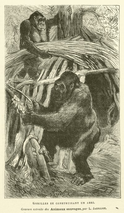 Gorillas bauen sich einen Unterschlupf von French School