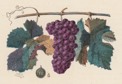 Weinrebe von French School