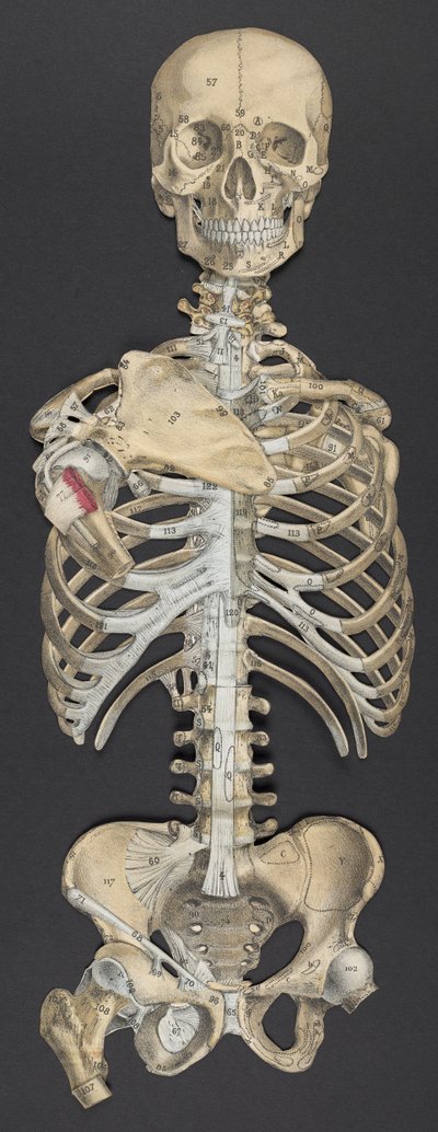Kopf und Torso, aus 