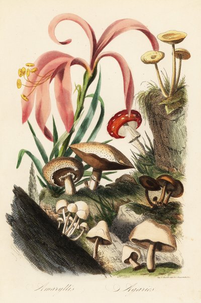 Hippeastrum-Arten, Fliegenpilz, Kaiserling und andere Pilze von French School