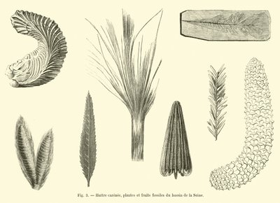 Gerippte Auster, fossile Pflanzen und Früchte aus dem Becken der Seine von French School