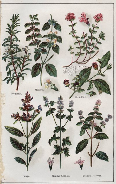 Illustration aus "Mon docteur, traite de medecine et d