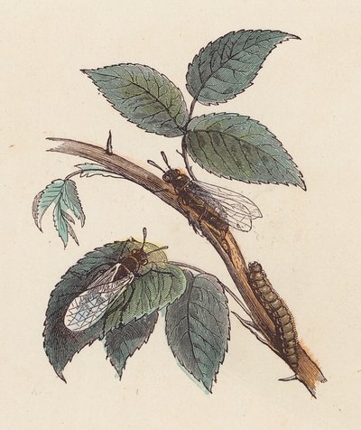 Insekten und Raupe auf einer Pflanze von French School