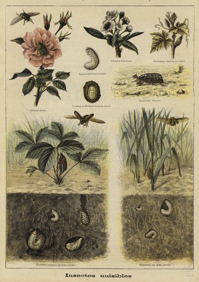 Insekten, die der Landwirtschaft schaden von French School