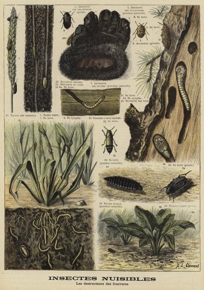 Insekten, die Pelzkleidung zerstören von French School
