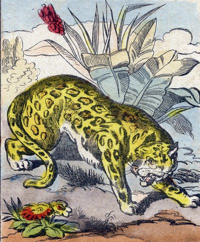 Jaguar. Gravur in "Buffon Alphabet des Animaux" von French School