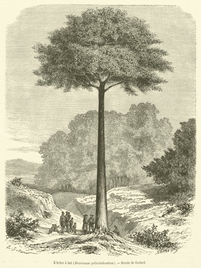 Der Milchbaum, Brosimum galactodendron (Stich) von French School