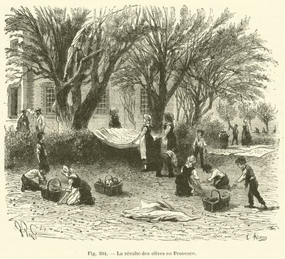 Olivenernte in der Provence von French School