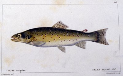 Die gemeine Forelle nach „Histoire naturelle des poissons“ von Cuvier, Valenciennes, Paris von French School