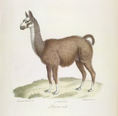 Lama, Männchen, aus Histoire Naturelle des Mammifères von French School