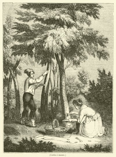 Der Manna-Baum (Gravur) von French School