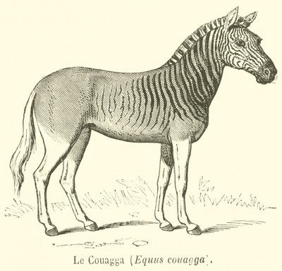 Der Quagga, Equus quagga (Stich) von French School
