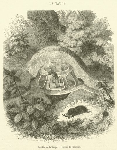 Der Maulwurfshügel von French School