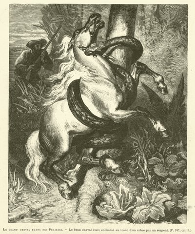 Das große weiße Pferd der Prärien (Gravur) von French School