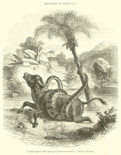 Der Sucuruyuba oder Wasserboa, Eunectis murinus (Gravur) von French School
