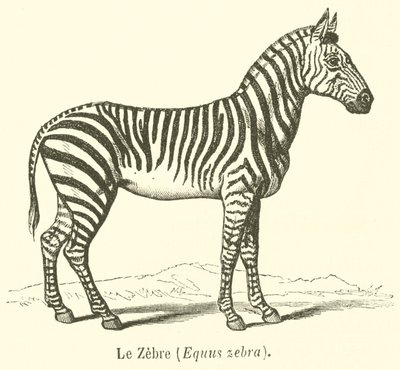Das Zebra, Equus zebra (Stich) von French School