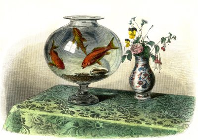 Der goldene Karpfen (Cyprinus Auratus) - Tafel aus Histoire Naturelle von Bernard Germain de Lacepede (1856-1925), Ausgabe P.Furme, Paris von French School