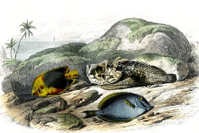 Le tricolore (Holocanthus tricolor), der Schreckliche und der Chirurg (Acanthurus Surgery) - Tafel aus Histoire Naturelle von Bernard Germain de Lacepede, Ausgabe P.Furme, Paris von French School