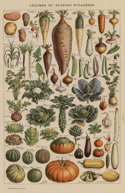 Gemüse und Gartenpflanzen von French School