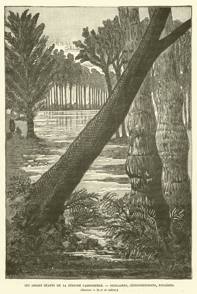 Die Riesenbäume der Karbonzeit von French School