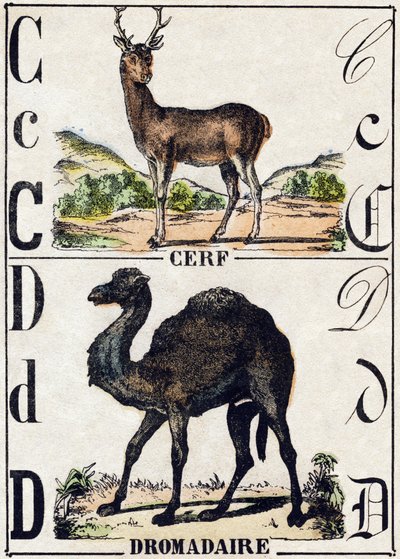 Buchstabe C Hirsch; D Dromedar. Gravur in "Alphabet des animaux sauvages". 9. Serie. Bildersammlung von Epinal, Pellerin, Drucker-Verleger, um 1870. Holzschnitte, schabloniert. 16 Seiten. Dim: 20 x 15 cm. Private Sammlung von French School