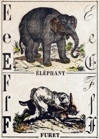 Buchstabe E Elefant; F Frettchen. Gravur in "Alphabet des animaux sauvages". 9. Serie. Bildersammlung von Epinal, Pellerin, Drucker-Verleger, um 1870. Holzschnitte, schabloniert. 16 Seiten. Dim: 20 x 15 cm. Private Sammlung von French School