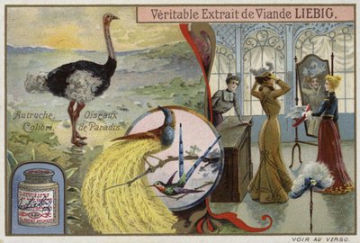 Liebig-Karte mit Bildern von Vögeln von French School